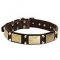 Gorgeous Leather Bullmastiff Collar with Brass Plates and Nickel Plated Cones