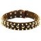 Leather Bullmastiff Collar with Nickel Studs and Brass Spikes