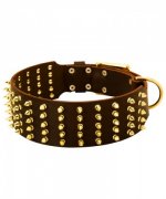 Extra Wide Bullmastiff Collar with Brass Spikes