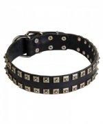 Fantastic Leather Bullmastiff Collar with Square Dotted Studs
