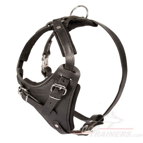 Easily Adjustable Comfy Leather Bullmastiff Harness