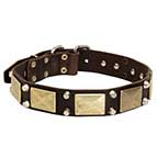 Gorgeous Leather Bullmastiff Collar with Brass Plates and Nickel Plated Cones