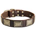 Stunning Leather Bullmastiff Collar with Vintage Plates