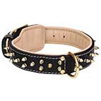 Padded Leather Bullmastiff Collar with Two Rows of Brass Spikes