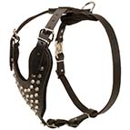 Leather Bullmastiff Harness with Pyramids for Daily Walking