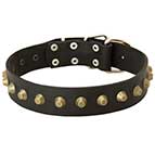 Studded Leather Bullmastiff Collar for Walking and Training