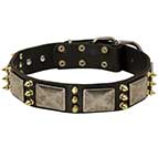Walking Leather Bullmastiff Collar with Spikes and Old-looking Plates