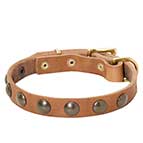 Reliable Leather Bullmastiff Collar with Brass Studs