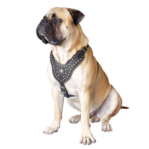 bullmastiff harness