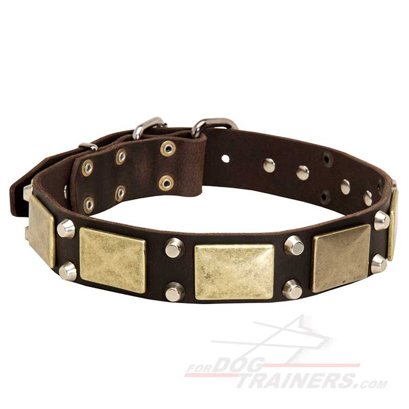 Gorgeous Leather Bullmastiff Collar with Brass Plates and Nickel Plated Cones