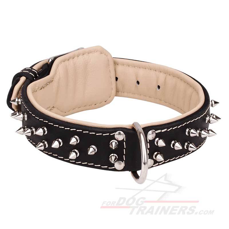 Spiked Leather Bullmastiff Collar with Soft Nappa Padding