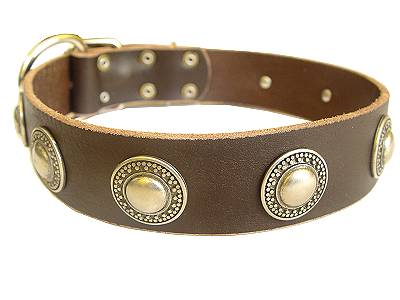 Top Notch Leather Bullmastiff Collar with Conchos