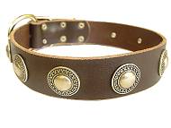 Top Notch Leather Bullmastiff Collar with Conchos